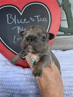 Chief, a male French Bulldog for sale in Summerfield, FL – 2 of 10