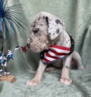 Blue merle tanpoint Euro, a female Great Dane for sale in Summerfield, FL – 8 of 10