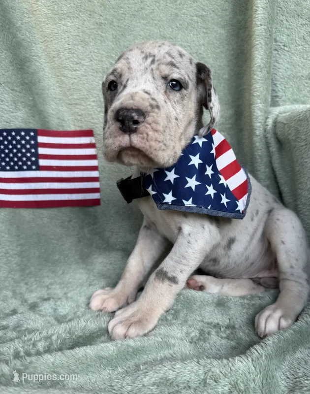 Blue merle tanpoint Euro – Great Dane puppy for sale in Summerfield, FL