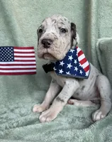 Blue merle tanpoint Euro, a female Great Dane for sale in Summerfield, FL – 1 of 10