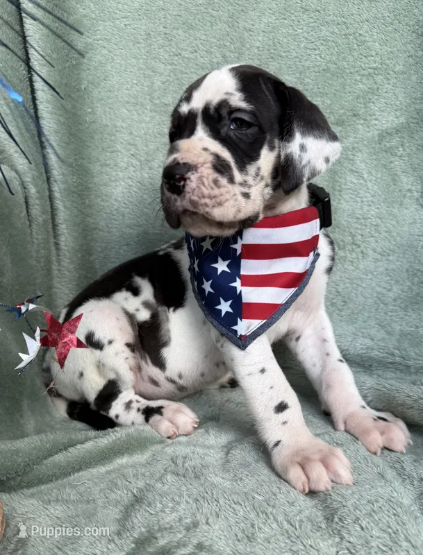 Athena  – Great Dane puppy for sale in Summerfield, FL
