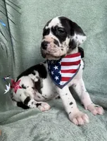 Athena , a female Great Dane for sale in Summerfield, FL – 1 of 9
