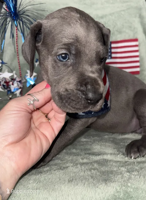 Blueberry  – Great Dane puppy for sale in Summerfield, FL