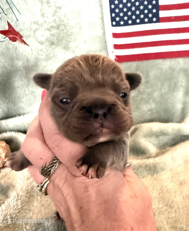 Chief – French Bulldog puppy for sale in Summerfield, FL