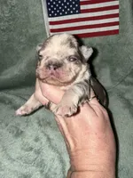 Commander, a male French Bulldog for sale in Summerfield, FL – 4 of 10