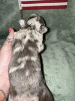 Commander, a male French Bulldog for sale in Summerfield, FL – 5 of 10