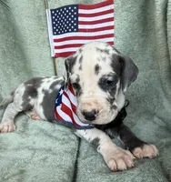 Gweneviere , a female Great Dane for sale in Summerfield, FL – 3 of 7