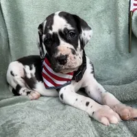 Athena , a female Great Dane for sale in Summerfield, FL – 9 of 9