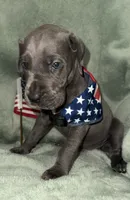 Blueberry , a female Great Dane for sale in Summerfield, FL – 2 of 10