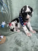 Athena , a female Great Dane for sale in Summerfield, FL – 8 of 9