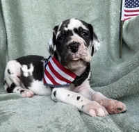 Athena , a female Great Dane for sale in Summerfield, FL – 7 of 9