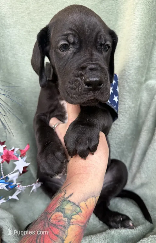 Kol – Great Dane puppy for sale in Summerfield, FL