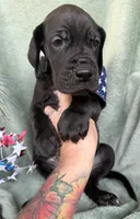 Kol, a male Great Dane for sale in Summerfield, FL – 1 of 8