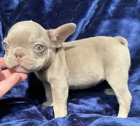 Isabella female , a female French Bulldog for sale in Summerfield, FL – 2 of 10