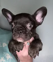 Hershey, a male French Bulldog for sale in Summerfield, FL – 2 of 3