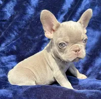Isabella female , a female French Bulldog for sale in Summerfield, FL – 10 of 10
