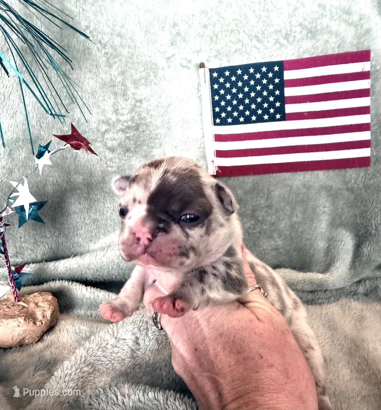 Freedom  – French Bulldog puppy for sale in Summerfield, FL