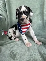 Athena , a female Great Dane for sale in Summerfield, FL – 2 of 9