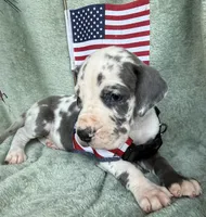 Gweneviere , a female Great Dane for sale in Summerfield, FL – 5 of 7