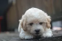 Charlie, a male Maltipoo for sale in Jackson, MS – 5 of 10