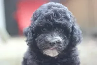 Fred, a male Maltipoo for sale in Jackson, MS – 10 of 10