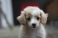 Mindy, a female Malchi for sale in Jackson, MS – 8 of 10