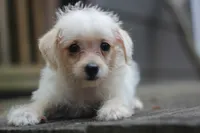 Max, a male Maltipoo for sale in Jackson, MS – 3 of 10