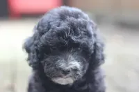 Fred, a male Maltipoo for sale in Jackson, MS – 7 of 10