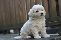 Charlie, a male Maltipoo for sale in Jackson, MS – Photo 10 of 10