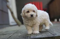 Charlie, a male Maltipoo for sale in Jackson, MS – Photo 5 of 10