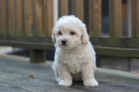 Charlie, a male Maltipoo for sale in Jackson, MS – Photo 8 of 10