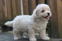 Charlie, a male Maltipoo for sale in Jackson, MS – Photo 9 of 10