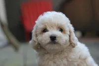 Charlie, a male Maltipoo for sale in Jackson, MS – Photo 2 of 10