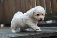 Charlie, a male Maltipoo for sale in Jackson, MS – Photo 4 of 10