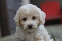 Charlie, a male Maltipoo for sale in Jackson, MS – Photo 1 of 10