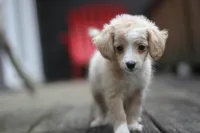 Mindy, a female Malchi for sale in Jackson, MS – 3 of 10