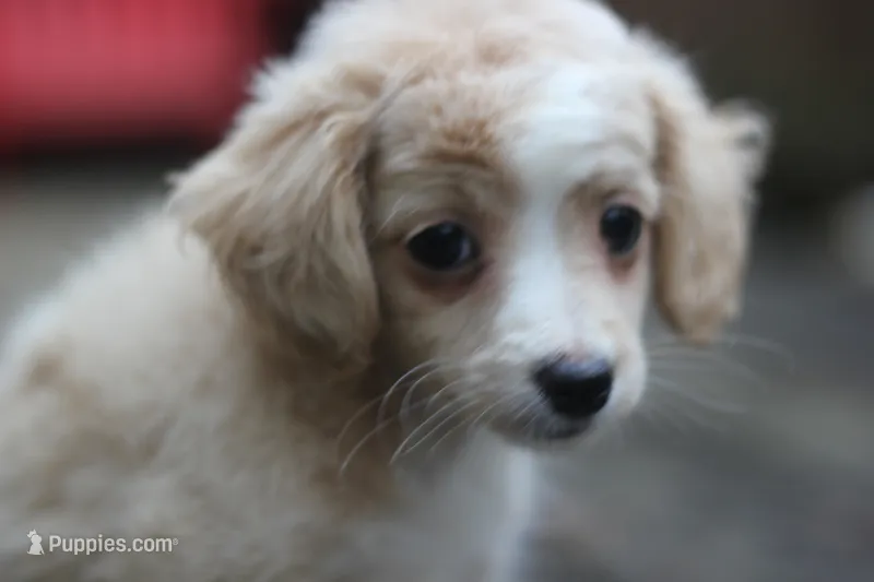 Mindy – Malchi puppy for sale in Jackson, MS