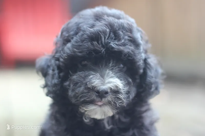 Fred – Maltipoo puppy for sale in Jackson, MS