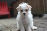 Maggie, a female Maltipoo for sale in Jackson, MS – 9 of 10