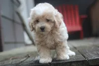 Rayna, a female Maltipoo for sale in Jackson, MS – 10 of 10