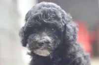 Fred, a male Maltipoo for sale in Jackson, MS – 8 of 10