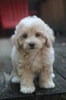 Rayna, a female Maltipoo for sale in Jackson, MS – 2 of 10