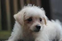 Max, a male Maltipoo for sale in Jackson, MS – 1 of 10