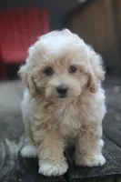 Rayna, a female Maltipoo for sale in Jackson, MS – 6 of 10