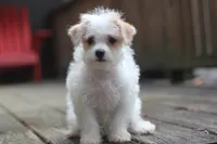 Maggie, a female Maltipoo for sale in Jackson, MS – 6 of 10