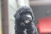 Fred, a male Maltipoo for sale in Jackson, MS – 5 of 10