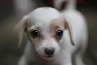 Mamie, a female Malchi for sale in Jackson, MS – 3 of 10