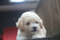 Charlie, a male Maltipoo for sale in Jackson, MS – 9 of 10