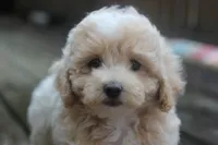 Rayna, a female Maltipoo for sale in Jackson, MS – 9 of 10