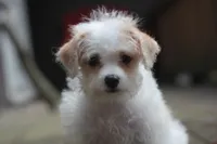 Maggie, a female Maltipoo for sale in Jackson, MS – 4 of 10